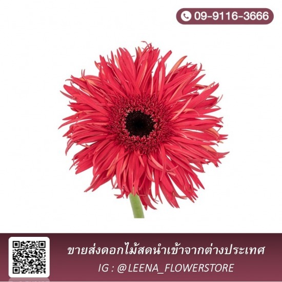 พวงหรีดส่งด่วน - ​ลีน่า ฟลาวเวอร์(Leena Flowers Shop) - ร้านขายส่งดอกไม้สดใกล้ฉัน